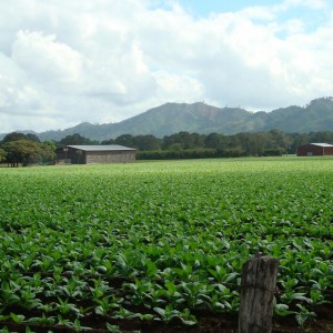 Jalapa Valley