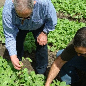 Don Orlando and Jorge inspecting thier seedlings
