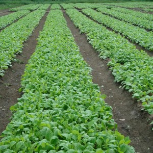 At Padron, seedlings are planted on elevated seed beds, as opposed to planting them in plastic trays in a greenhouse.  One method isn't necessarily better than the other, but this is how Don Orlando has always done it.