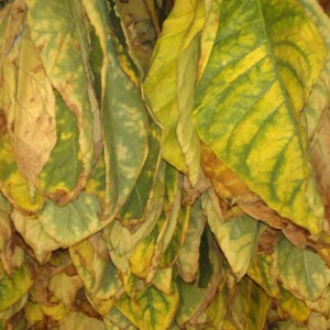 Tobacco in the drying barn going through the drying process