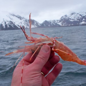 now THAT'S a Shrimp!