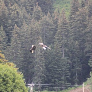 Eagle Fight!