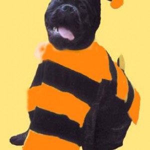 Giants_beedogjpg.jpg