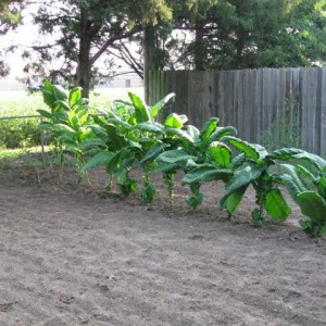 29 August 2010 before harvest