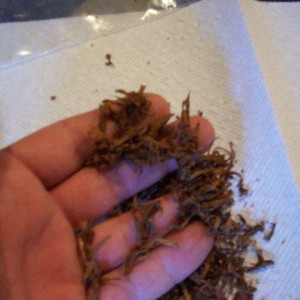 2011 tobacco 019.jpg