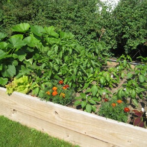 garden1.jpg