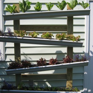 garden2.jpg
