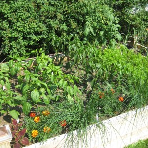 garden3.jpg