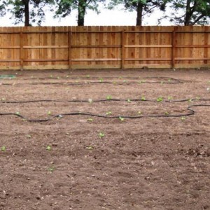 Planting day 26 June 11