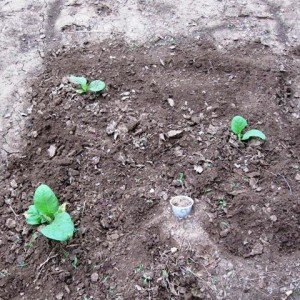 CT Broadleaf planted in full sun 7July11