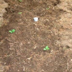 CT Broadleaf and VA Brightleaf planted in shade  7July11