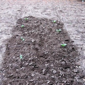 2nd plot of VA Brightleaf  7July11