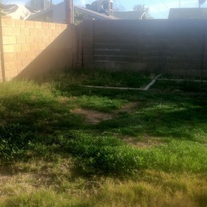 View of my un-trimmed back yard area from porch