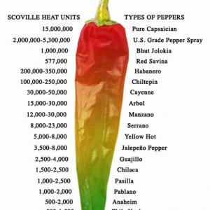 Chili Pepper Temperature Ratings