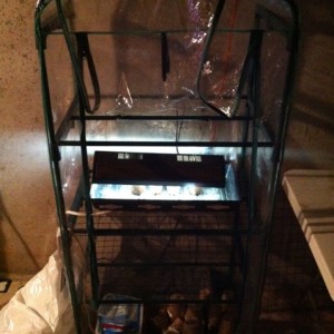 Germination Set up
