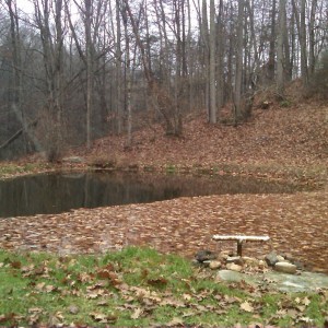 Trout pond  covered with leaves