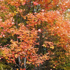 Fall foliage