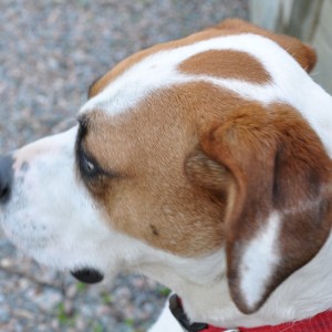 Zoe