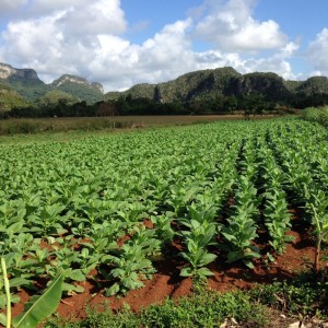 Vinales, Cuba