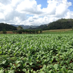 San Luis, Pinar del Rio... the MECCA of tobacco, producing the best leaves for the last 150 years. Vuelta Abajo Region