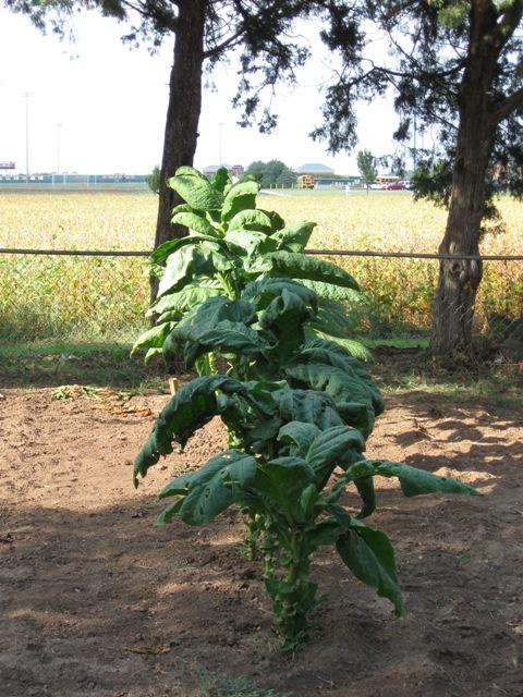 10 September 2010 before harvest