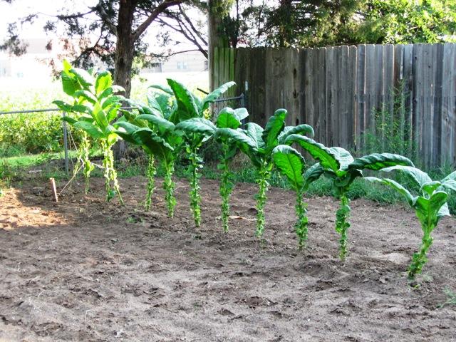 29 August 2010 after harvest