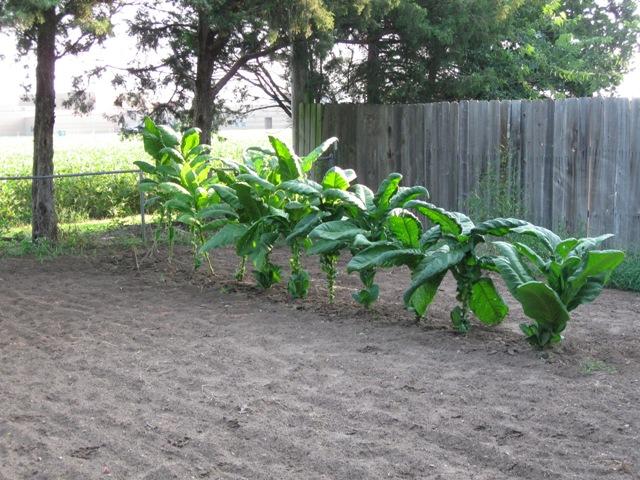 29 August 2010 before harvest