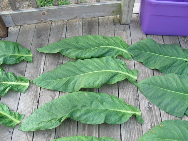 29 August 2010 Long Red Leaf harvest