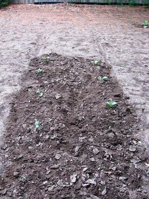 2nd plot of VA Brightleaf  7July11