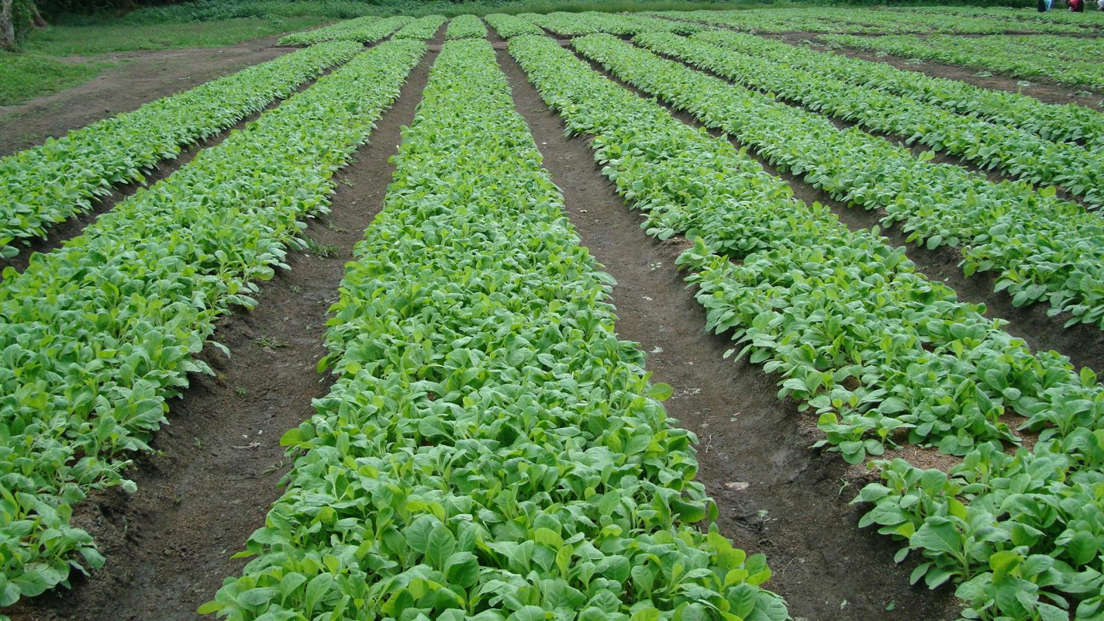 At Padron, seedlings are planted on elevated seed beds, as opposed to planting them in plastic trays in a greenhouse.  One method isn't necessarily better than the other, but this is how Don Orlando has always done it.