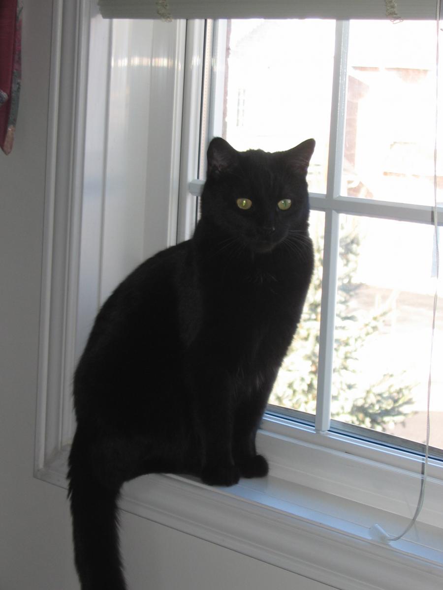 Black_cat_on_window.JPG