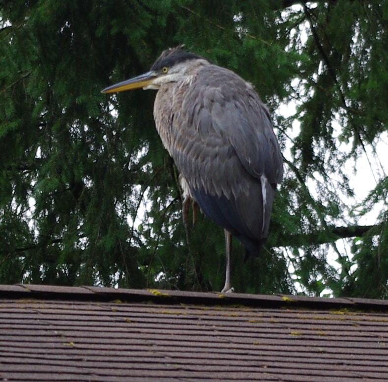 BlueHeron