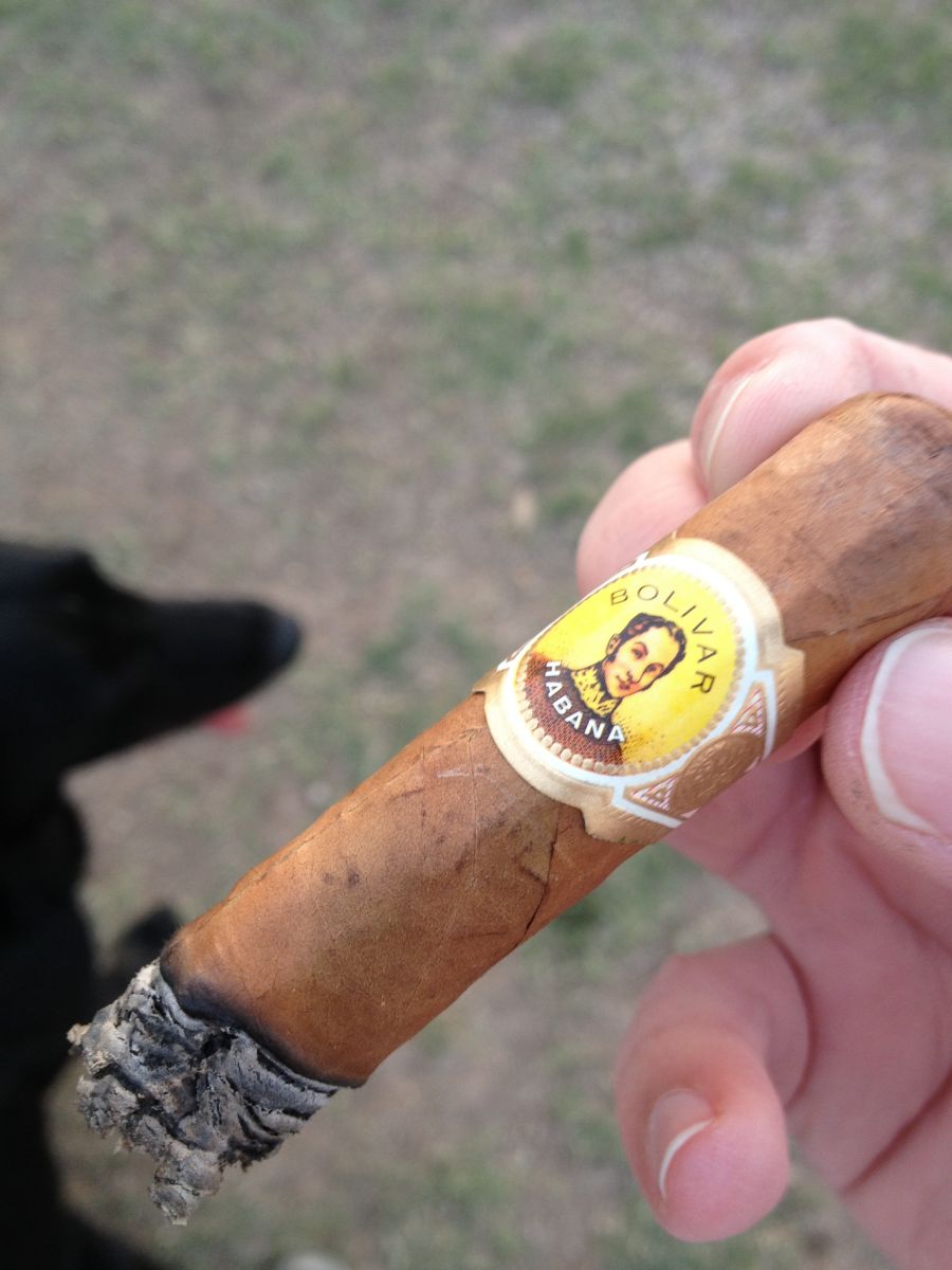 bolivar corona junior