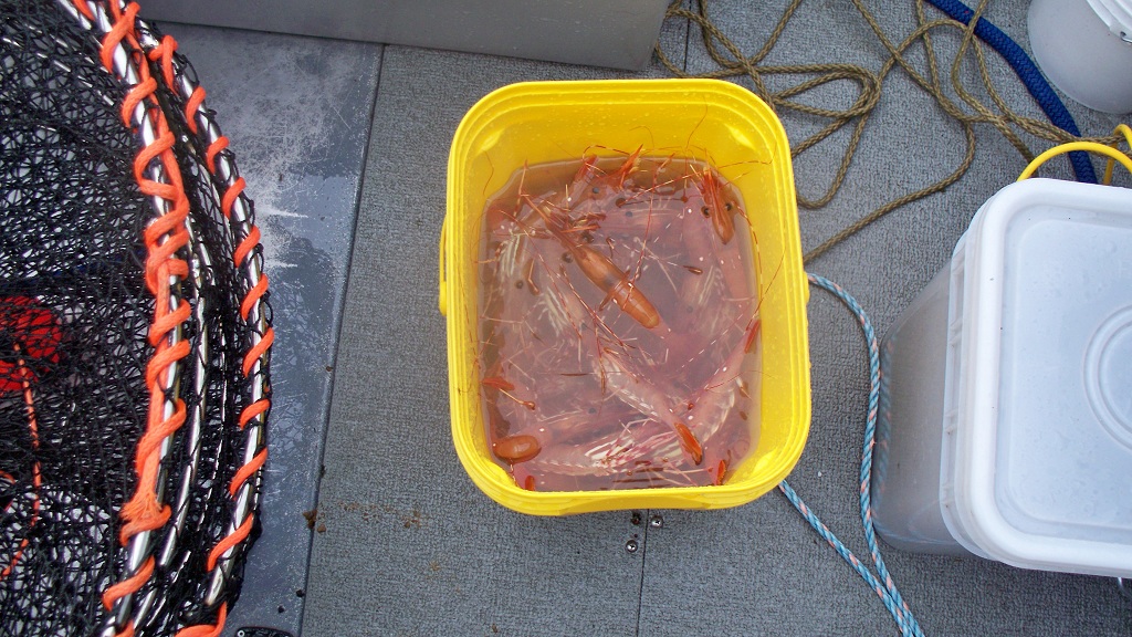 Bucket of Shrimp