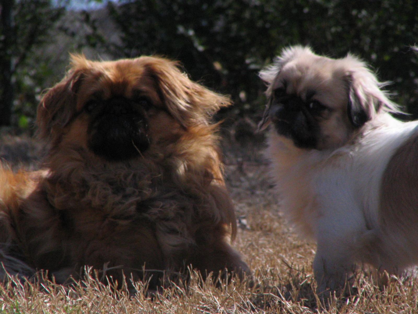 Charlie (left) and Daisy