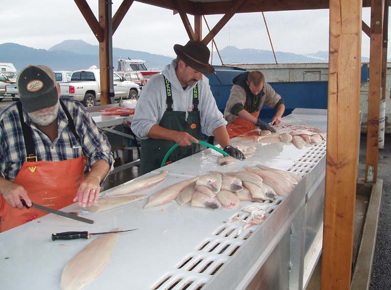 Cleaning.and.Filleting.the.Halibut.jpg