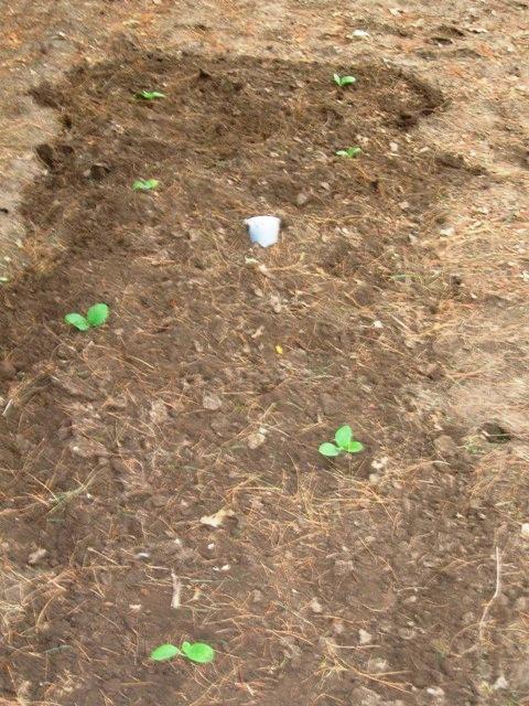 CT Broadleaf and VA Brightleaf planted in shade  7July11