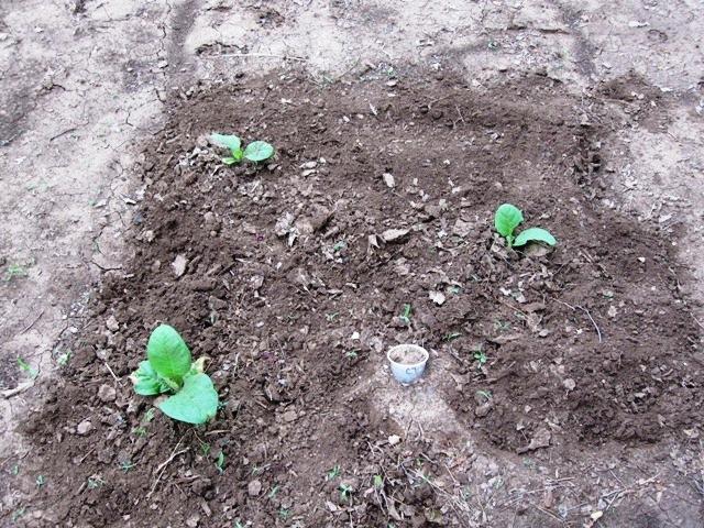 CT Broadleaf planted in full sun 7July11