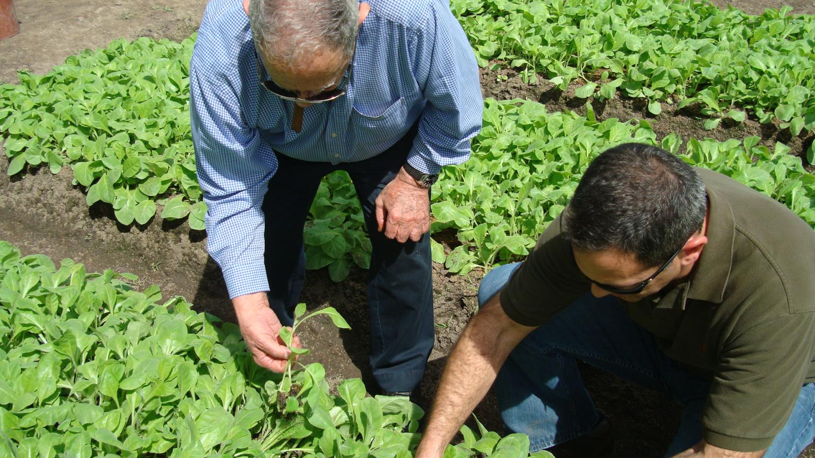Don Orlando and Jorge inspecting thier seedlings