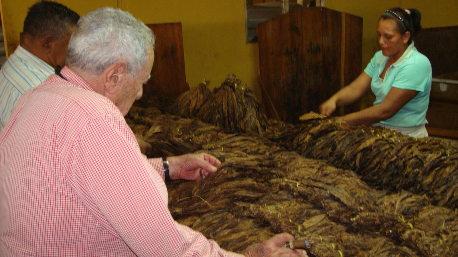 Don Orlando inspecting one of his pilones of tobacco