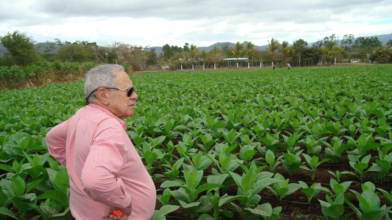 Don Orlando Padron looking at one of his many fields