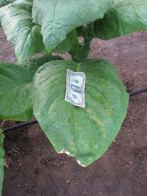 Example leaf Small Stalk Black Mammoth | Cigar Forums