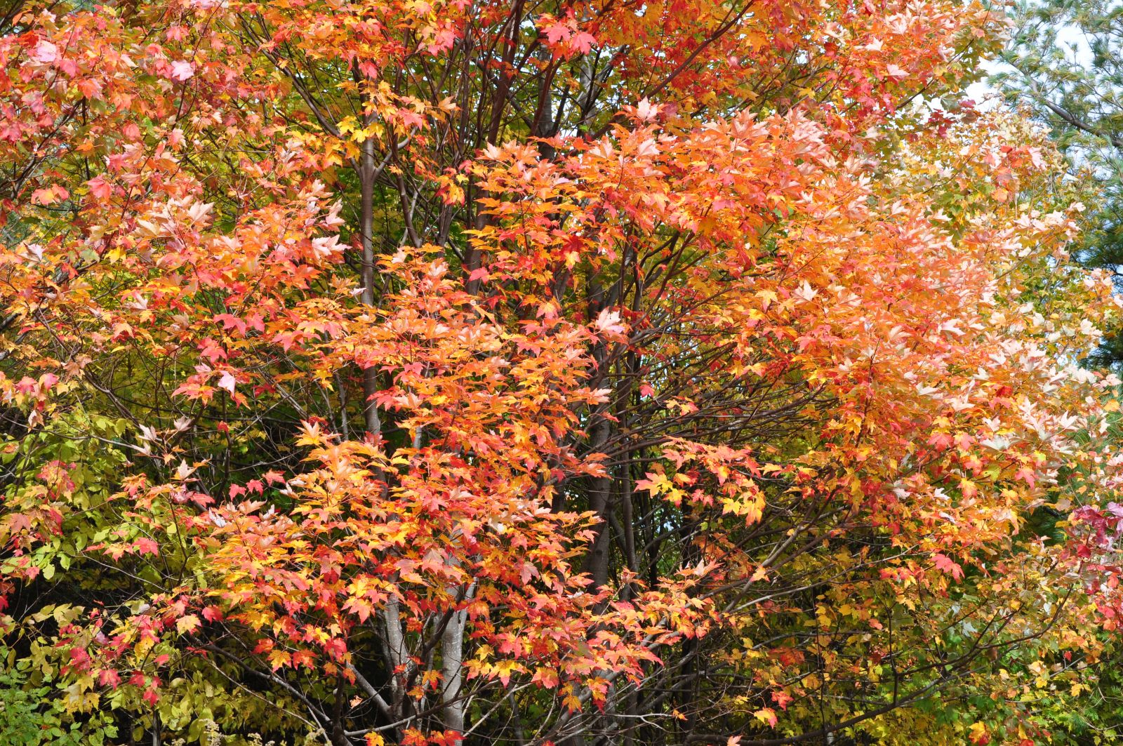 Fall foliage