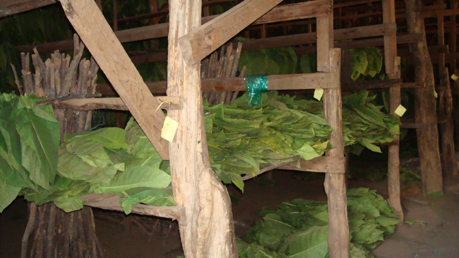 Fresh Padron tobacco brought in from the fields that haven't been hung up to dry yet