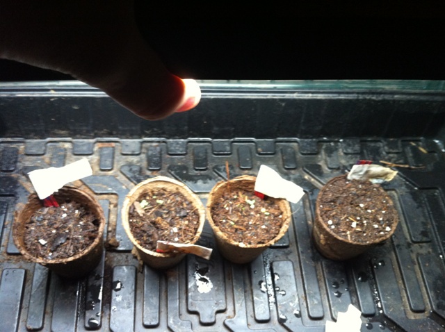 Germinating and sprouting seeds 16 days from start.