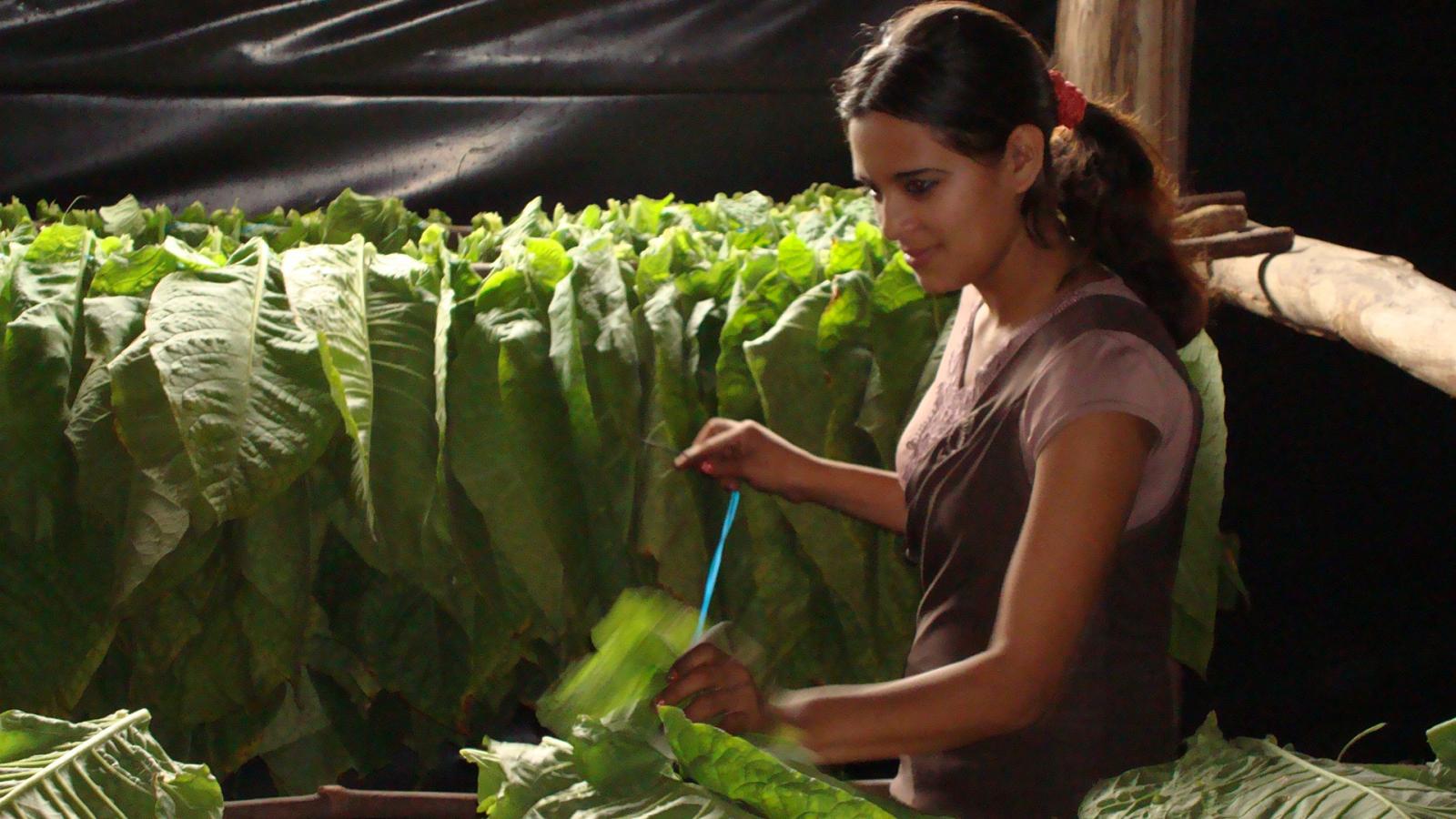 Girl tying freshly harvested tobacco leaves to the "cuje"