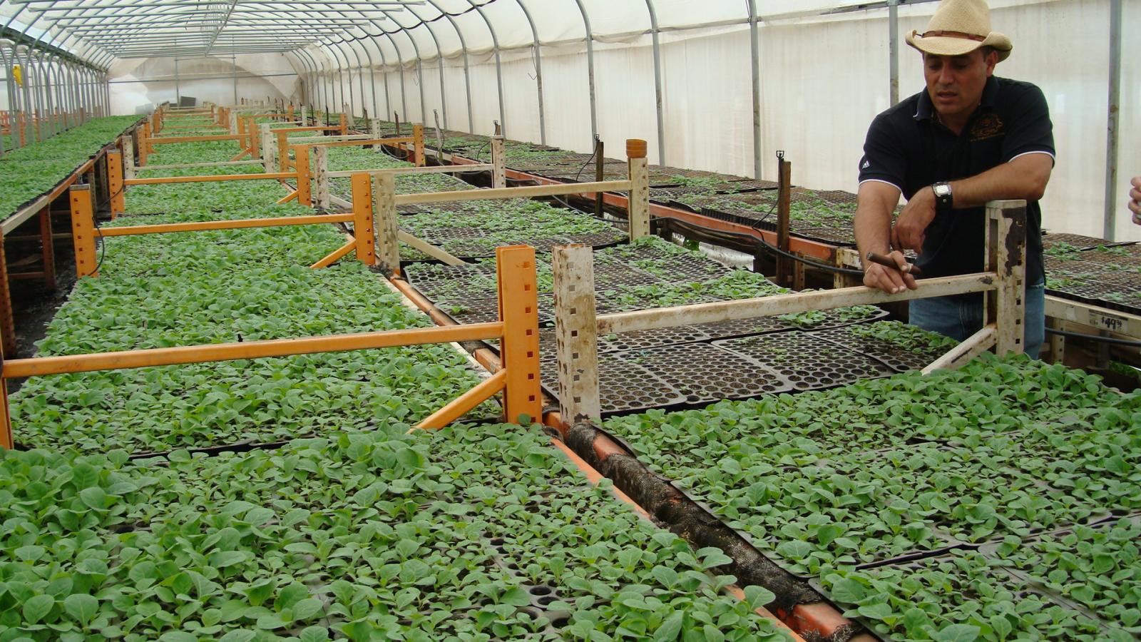 Greenhouse containing the seedlings that have been planted.  Once they grow a bit more, they will be transplanted into the fields.