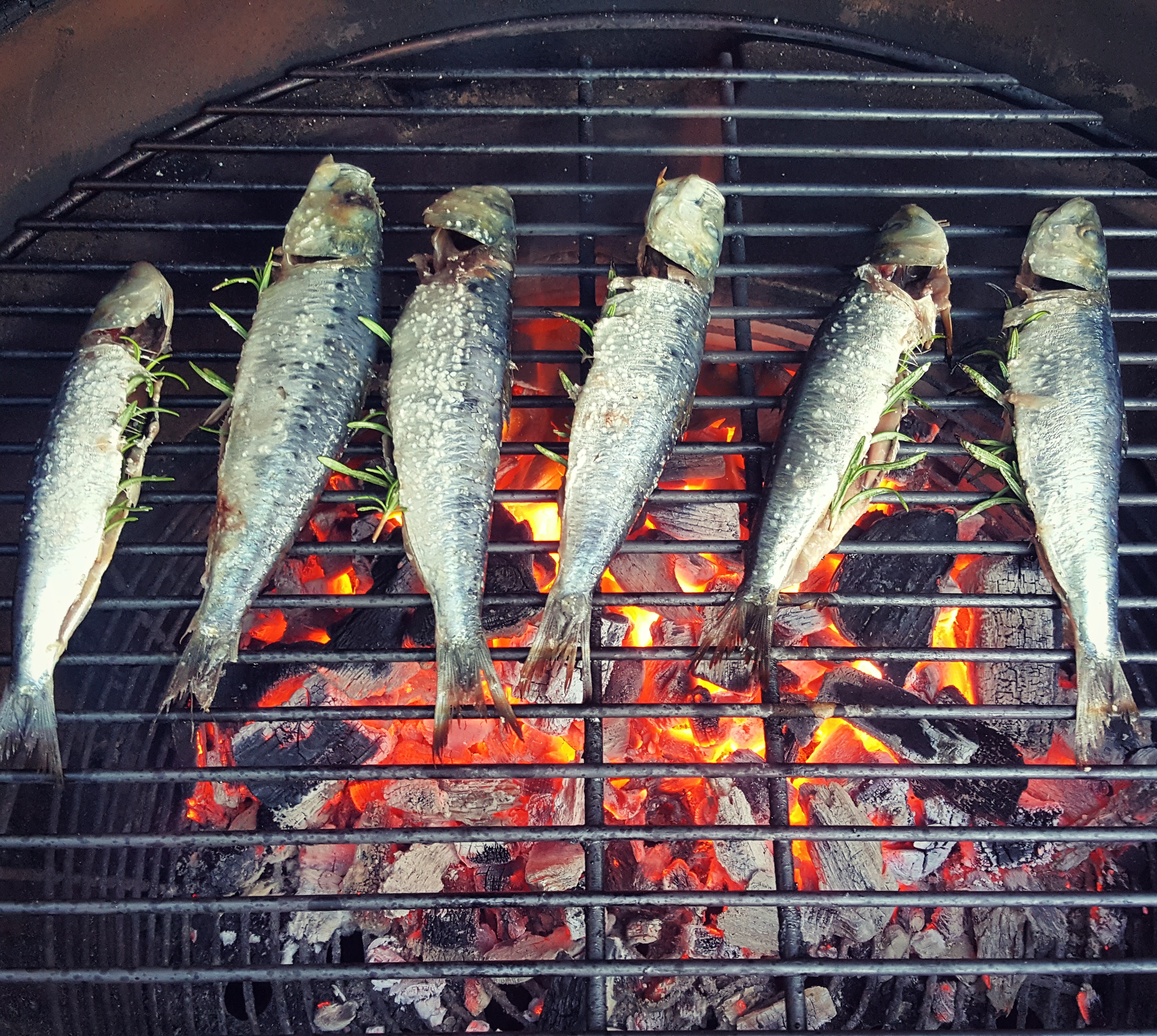 Grilled sardines