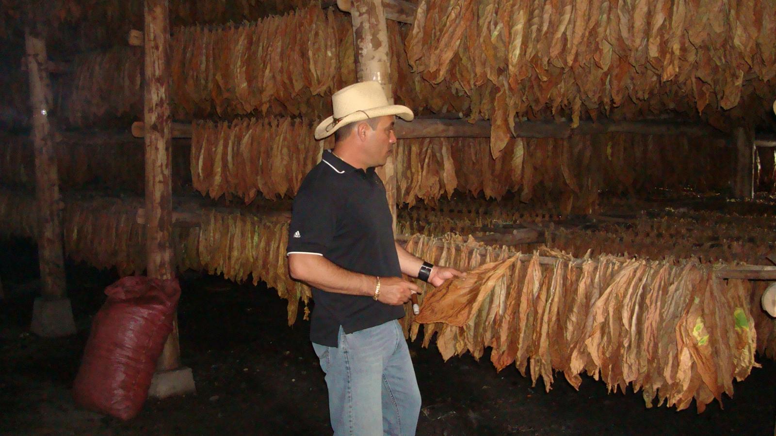 Jaime checking leaves