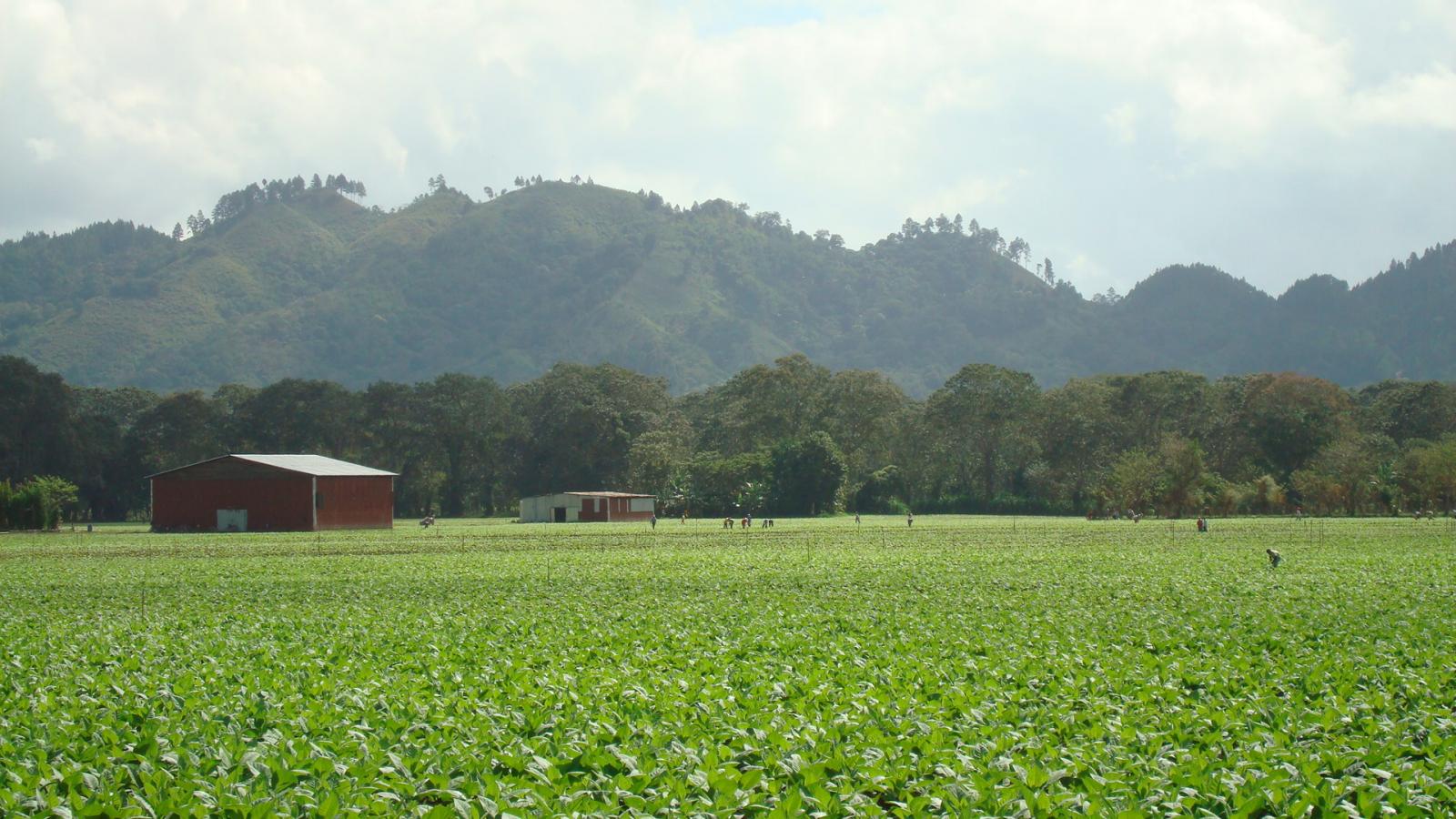 Jalapa Valley